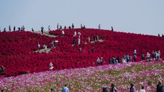 P1150886　＠ひたちなか海浜公園