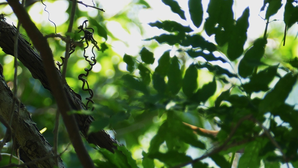 たまたまの１枚