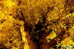 長床大イチョウ １