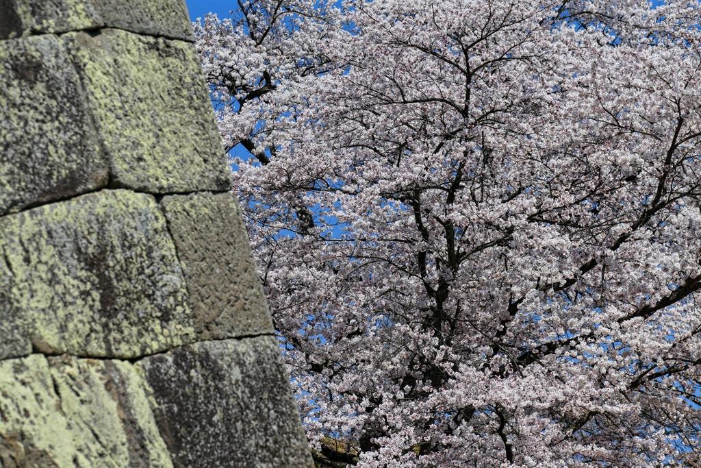 白河小峰城の春 ６