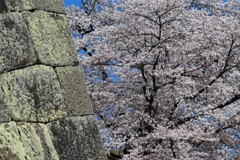 白河小峰城の春 ６