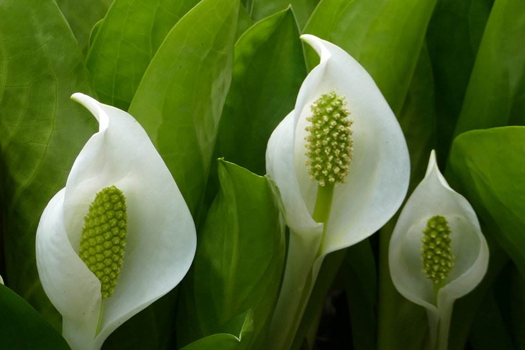 ミズバショウ２