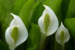 ミズバショウ２