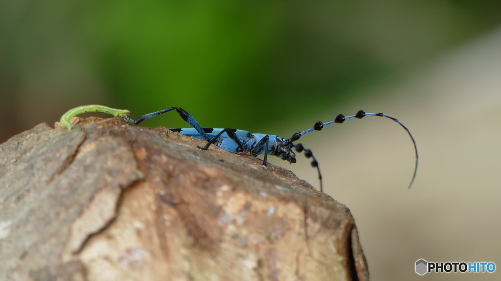こっち来るなよ～