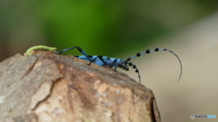 こっち来るなよ～