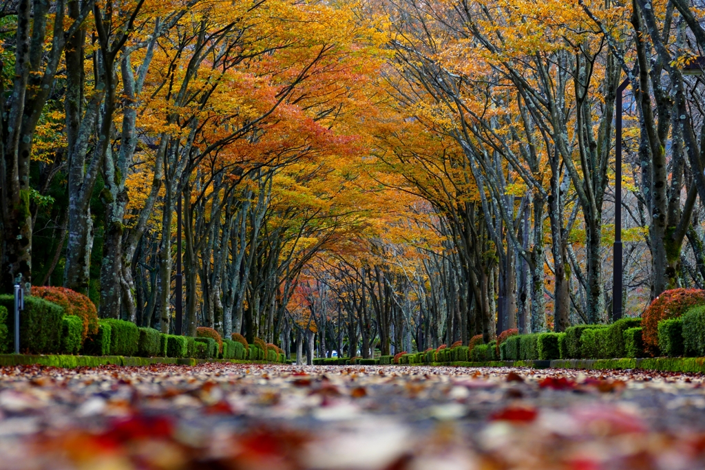 イエローツリー １