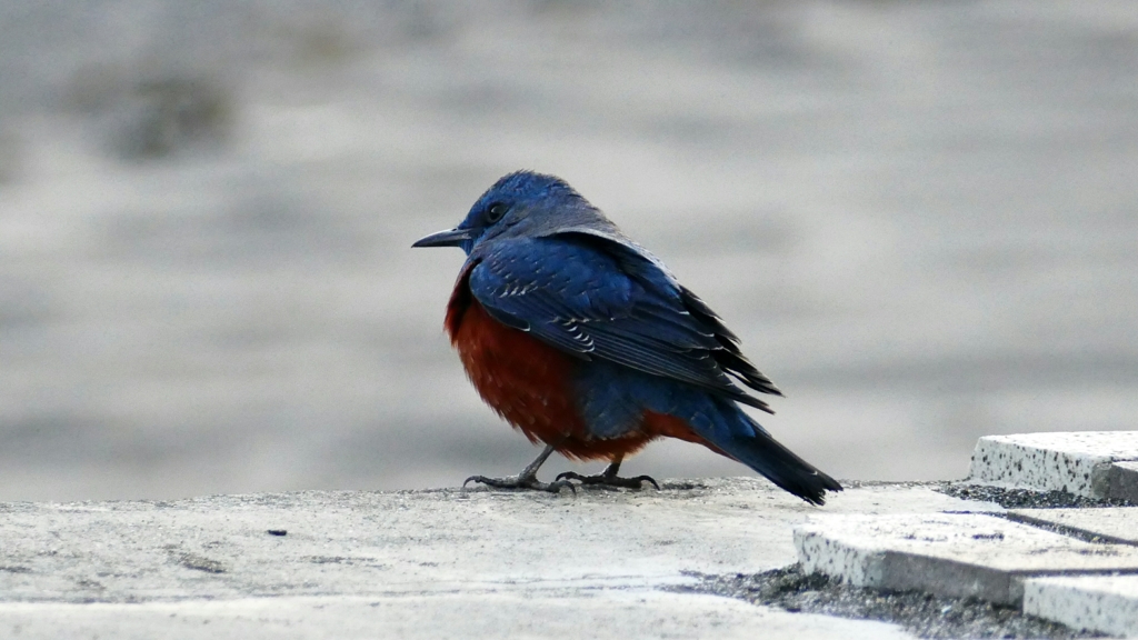 1200467 イソヒヨドリ @稲村ヶ崎