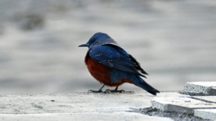 1200467 イソヒヨドリ @稲村ヶ崎