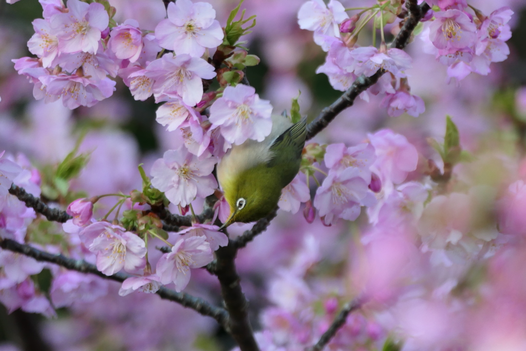 河津桜とメジロ
