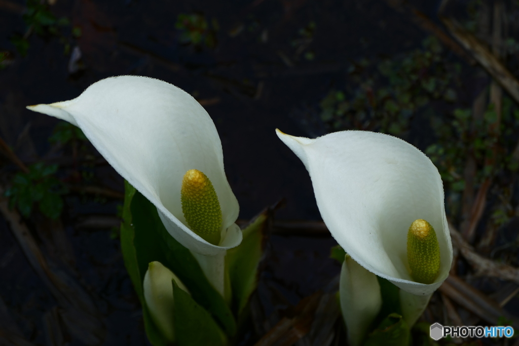 お揃い水芭蕉