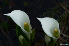 お揃い水芭蕉