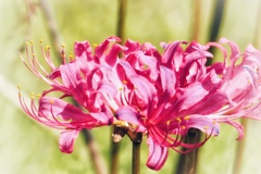 曼珠沙華