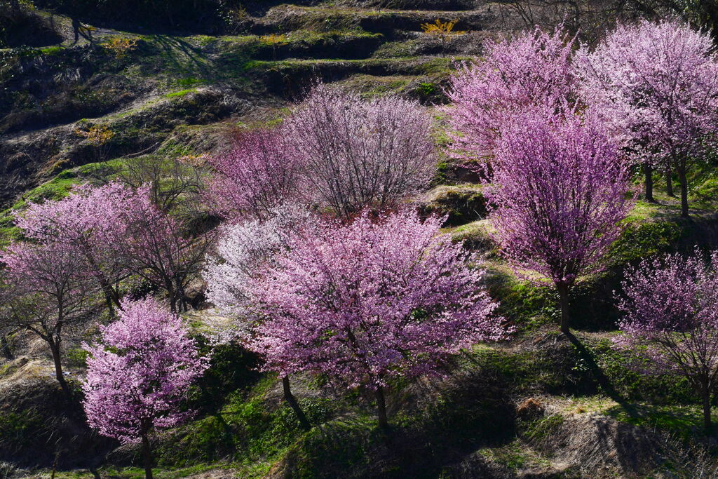 朝倉　棚田の桜