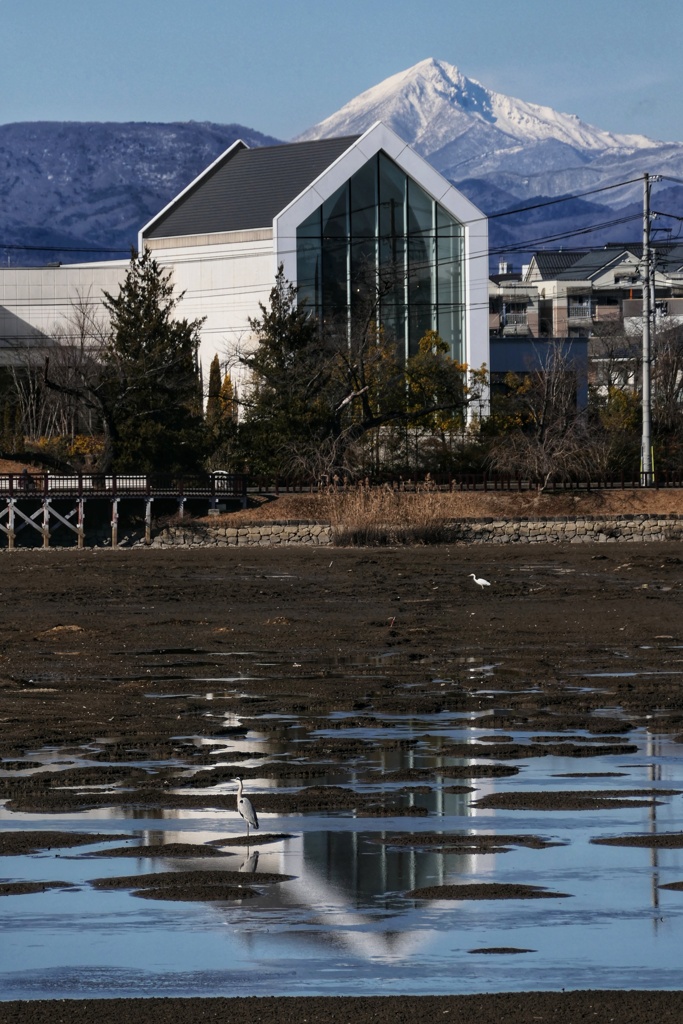 青鷺と白鷺と磐梯山と