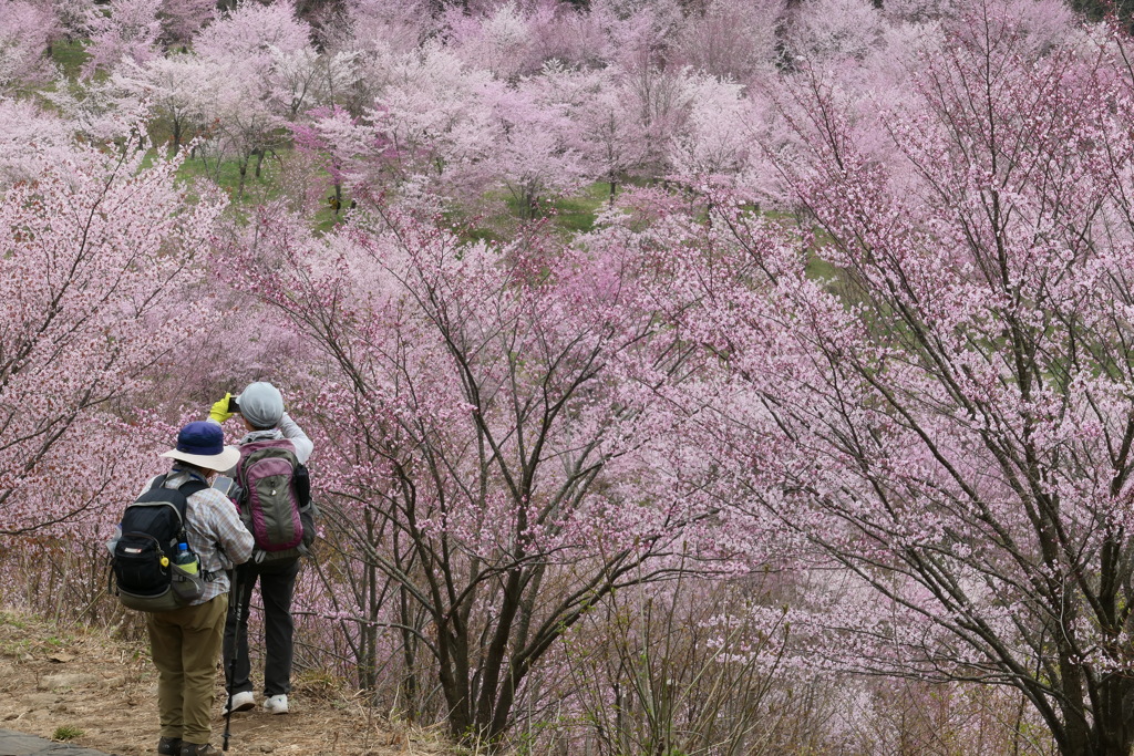 一面のピンク①