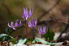 カタクリ咲いた １
