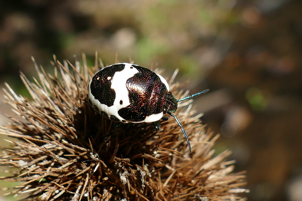 イガイガウォーク