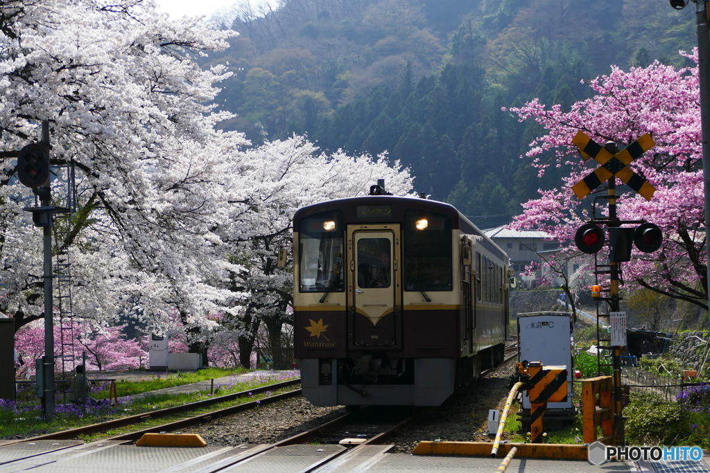 渡良瀬渓谷鉄道２