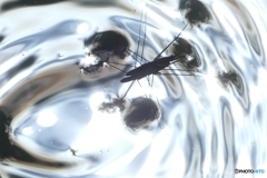 シルバーワールド