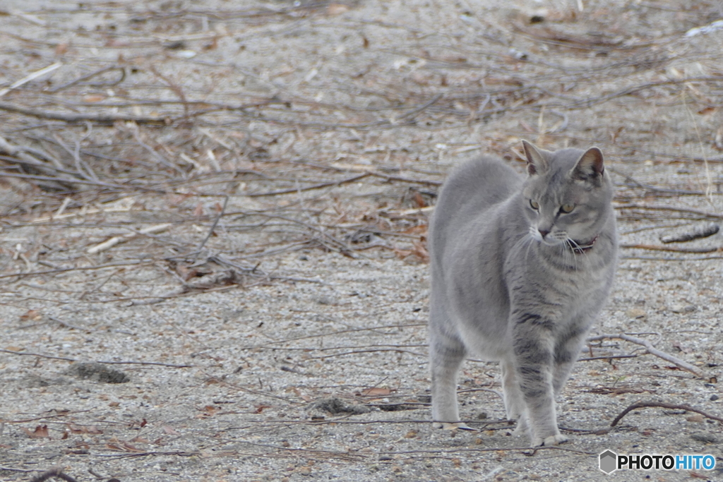 寒くても平気だにゃー３