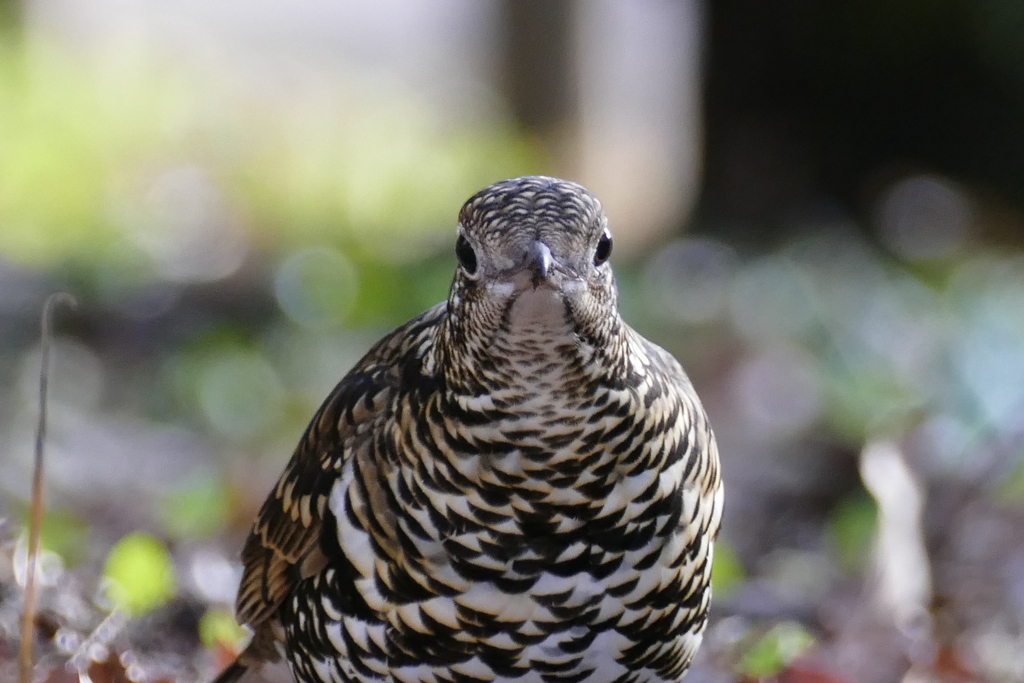 カメラ目線頂きました