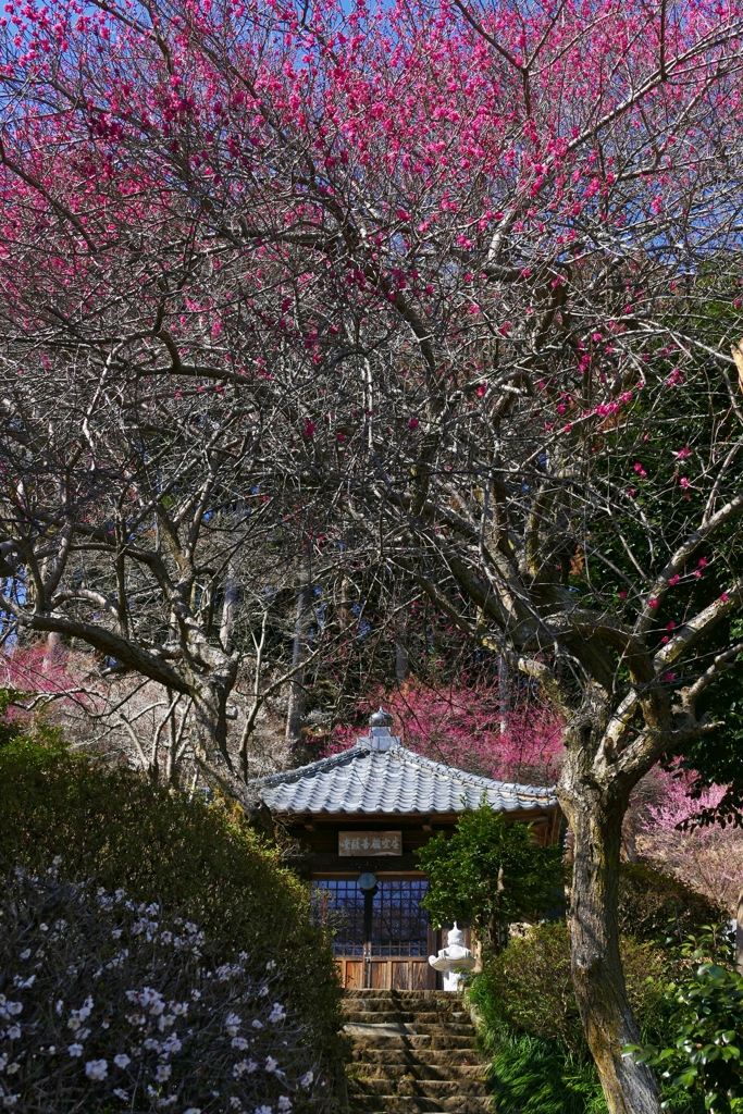 梅林寺１