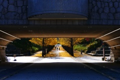 イチョウ並木１