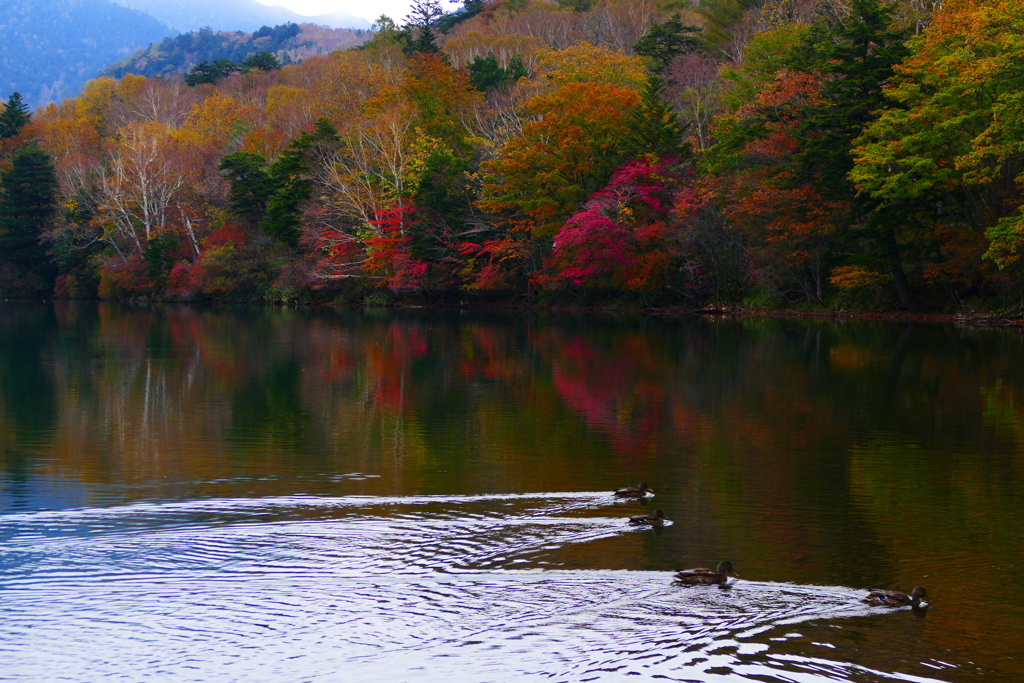 すいすいすい～
