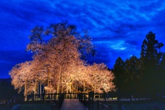 戸津辺の桜②