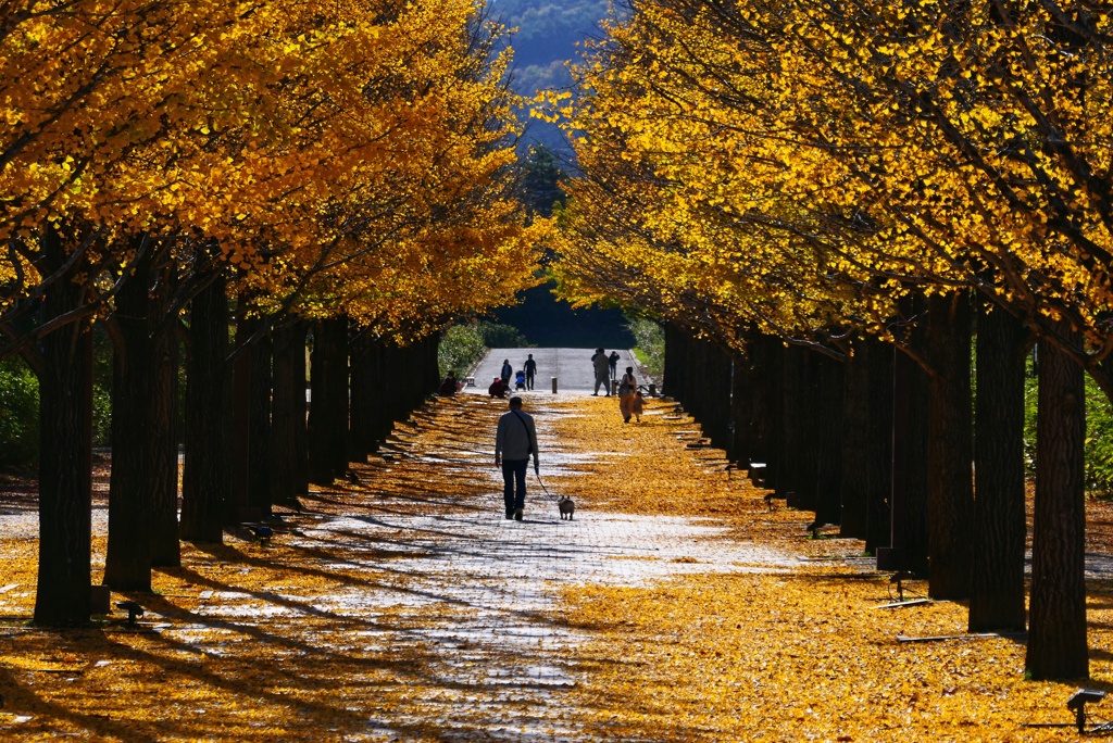 イチョウ並木２