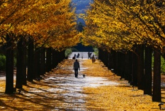 イチョウ並木２