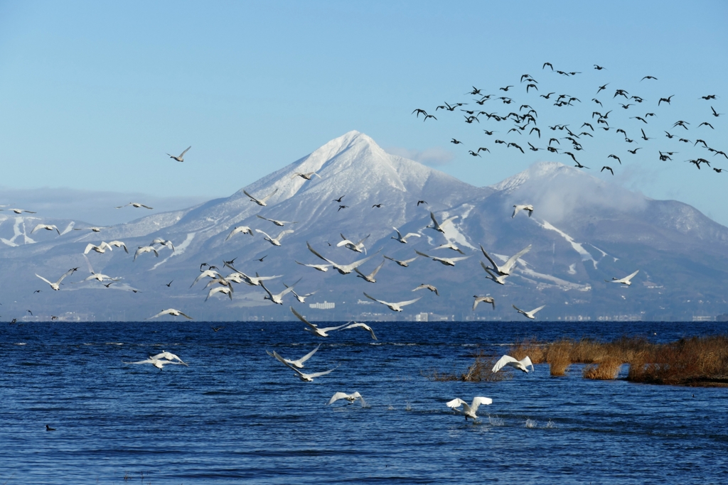 猪苗代湖と磐梯山と白鳥