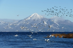 猪苗代湖と磐梯山と白鳥
