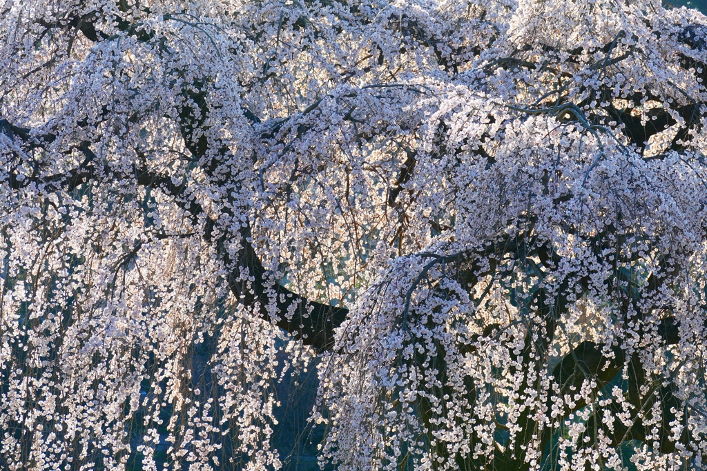 花園しだれ桜 ３