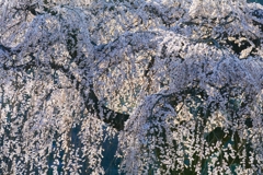 花園しだれ桜 ３