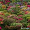 百色繚乱３