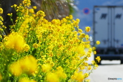 冬は無いの？房総さん