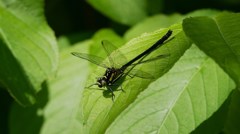 居眠り中。。。