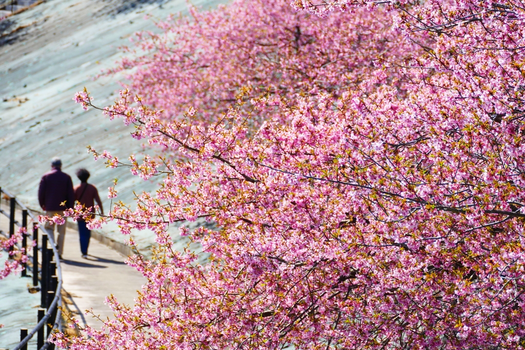 ふたりで花見 １