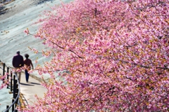 ふたりで花見 １