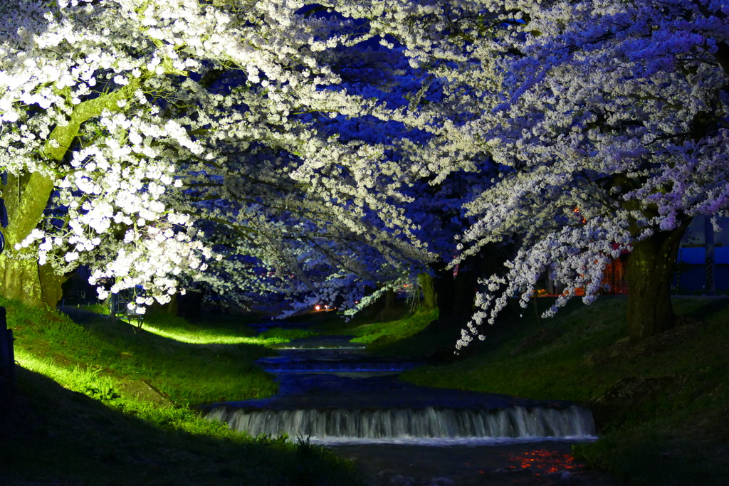 桜ライトアップ５