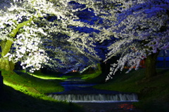 桜ライトアップ５