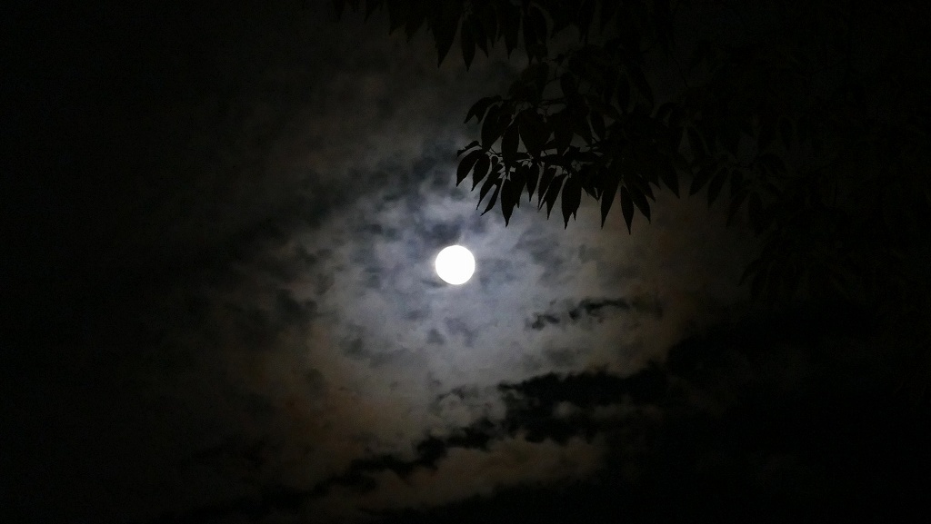 P1140524朧月夜