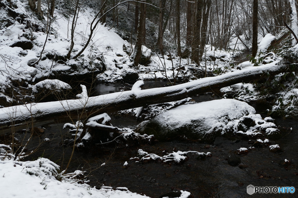 春遅き森の情景３