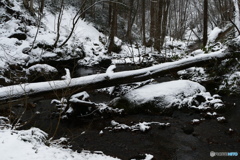 春遅き森の情景３