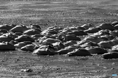 アメニモマケズ…カゼニモマケケケ……