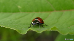 顔がチワワに見える！？