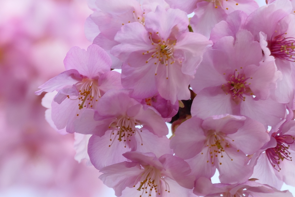 河津桜③
