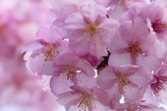 河津桜③