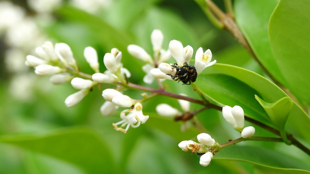 ゾウムシカップルが。。。